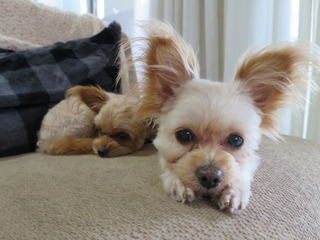 IMG_2130-thumbnail2.JPG